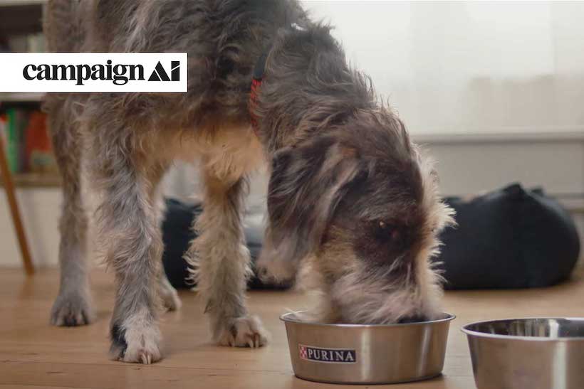 Dog eating Purina food