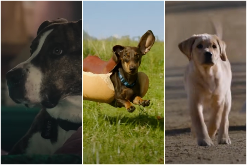 Collage of Super Bowl LVIII dog ads